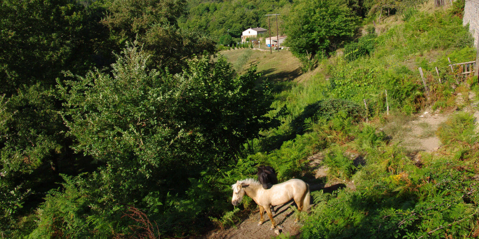 Castagniccia Corsica Frankrijk oost-Corsica
